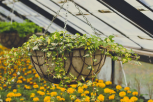 plants