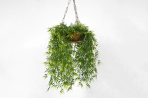 hanging plants