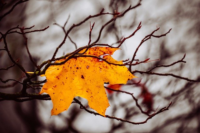 leaf and branches