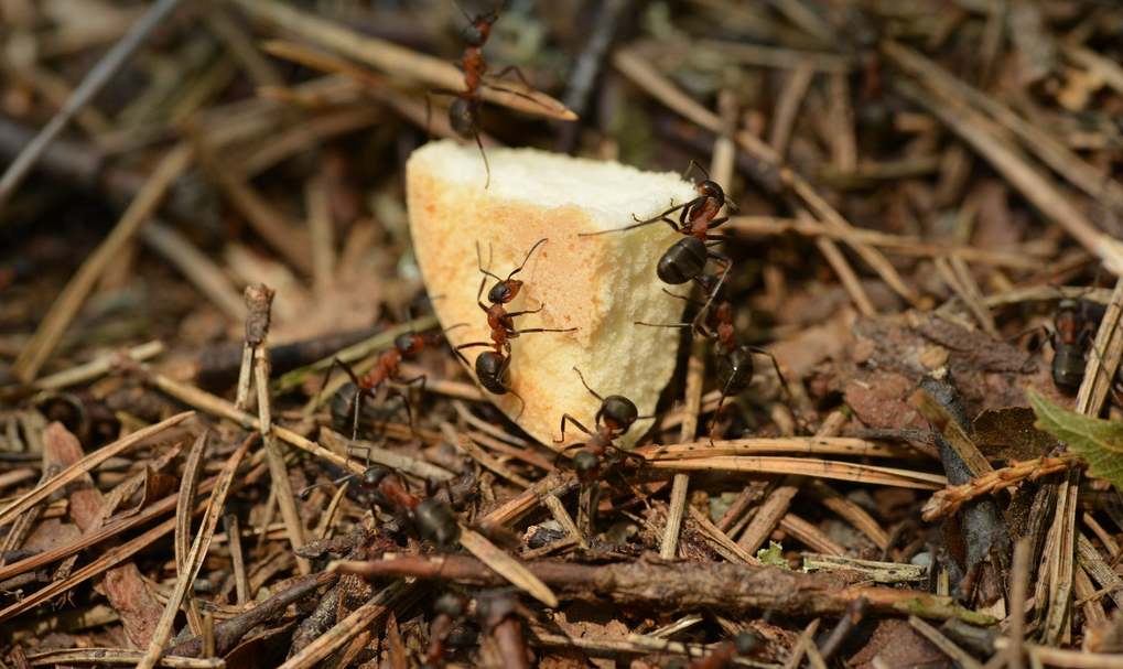 insects eating a bread