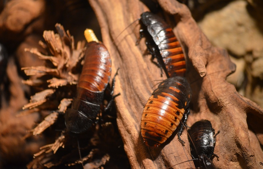 roaches