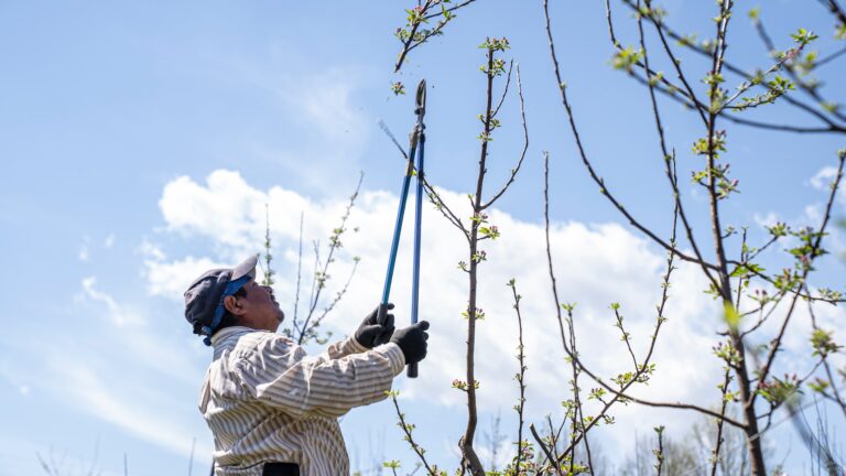 Importance of Trimming Your Branches